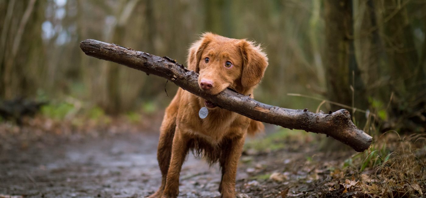 Die besten Hunde Kauspielzeuge: Top 10