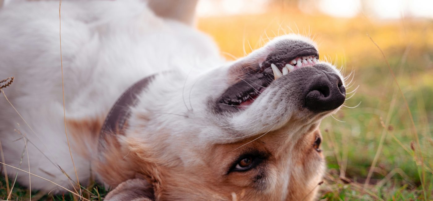 Die 6 besten Zahnpflege Hundespielzeuge für gesunde Zähne