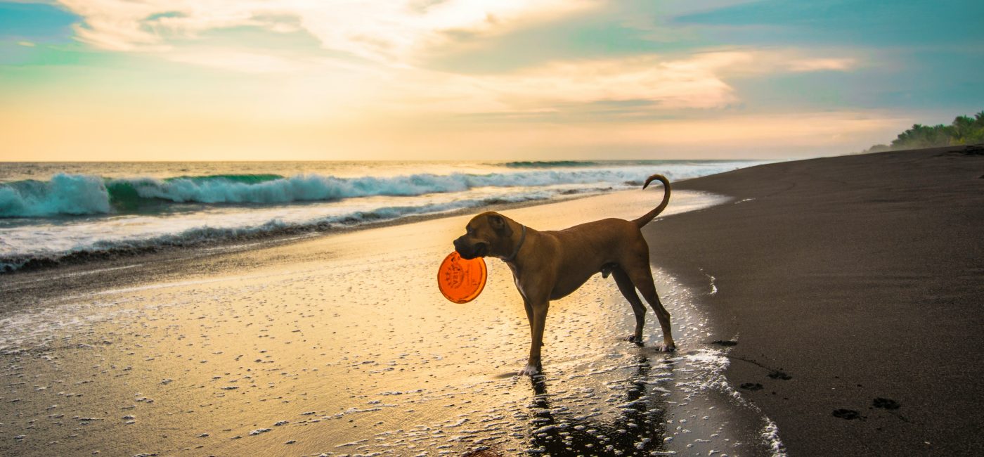 Hundescheibe Frisbee Naturkautschuk Trixie – Robustes Spielzeug für Hunde