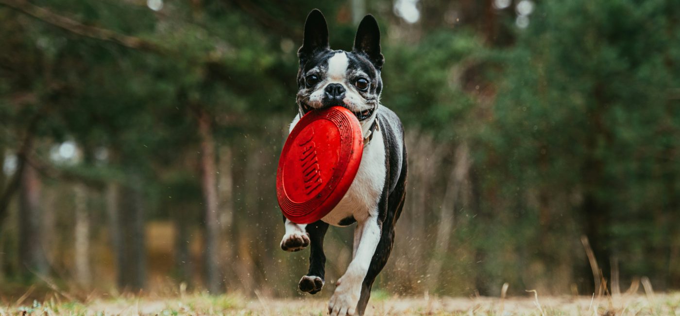 Top 8 Hunde Frisbees 2024 – für aktive Vierbeiner