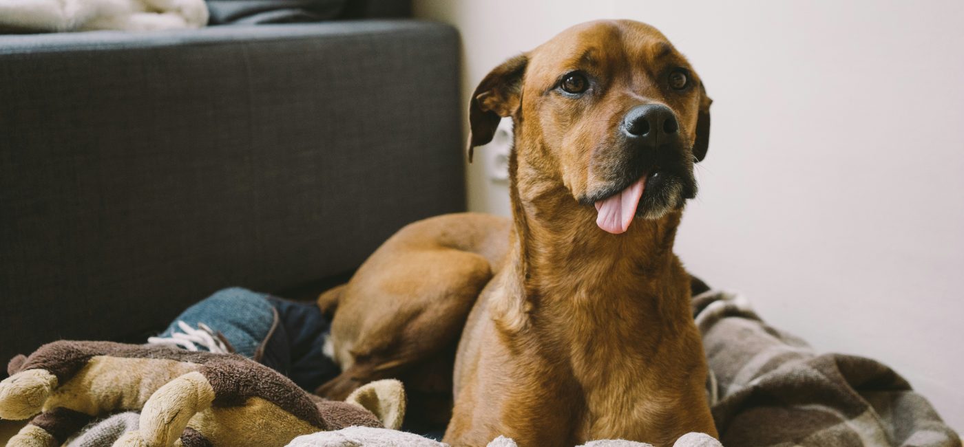 Die besten Materialien für Hundespielzeug: Sicheres und langlebiges Spielzeug für Hunde!