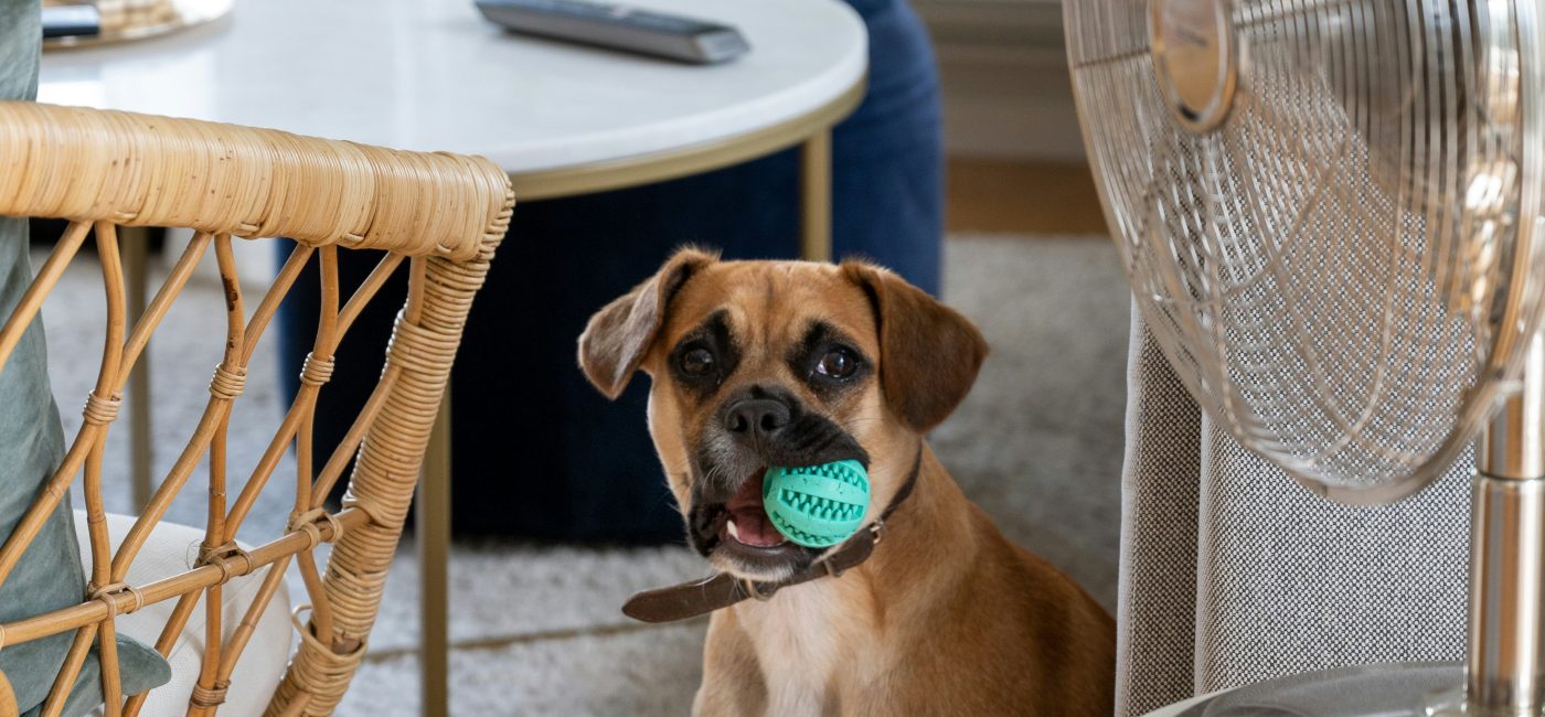 Top 7 Hundespielzeug Bälle für Ihren Vierbeiner!