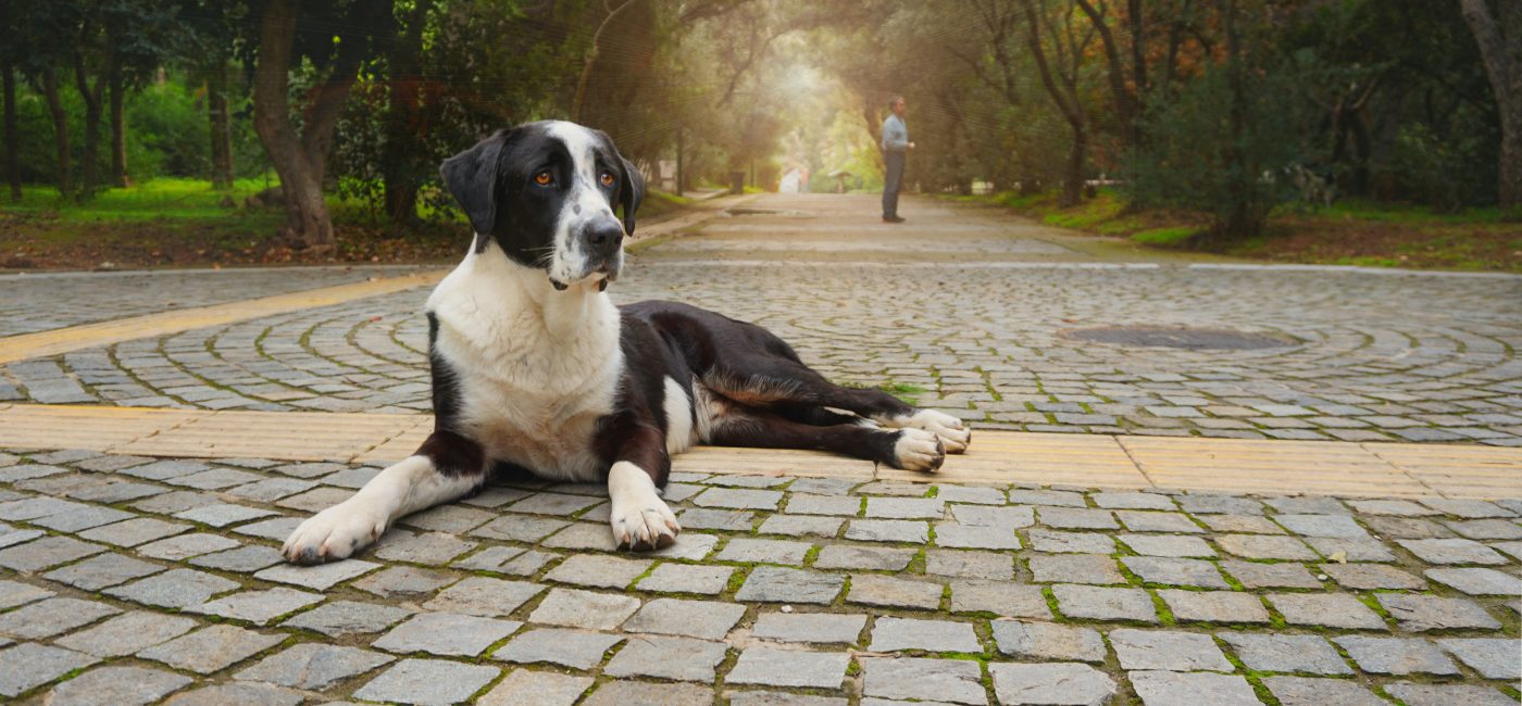 Robustes Hundespielzeug für große Hunde – Worauf achten?